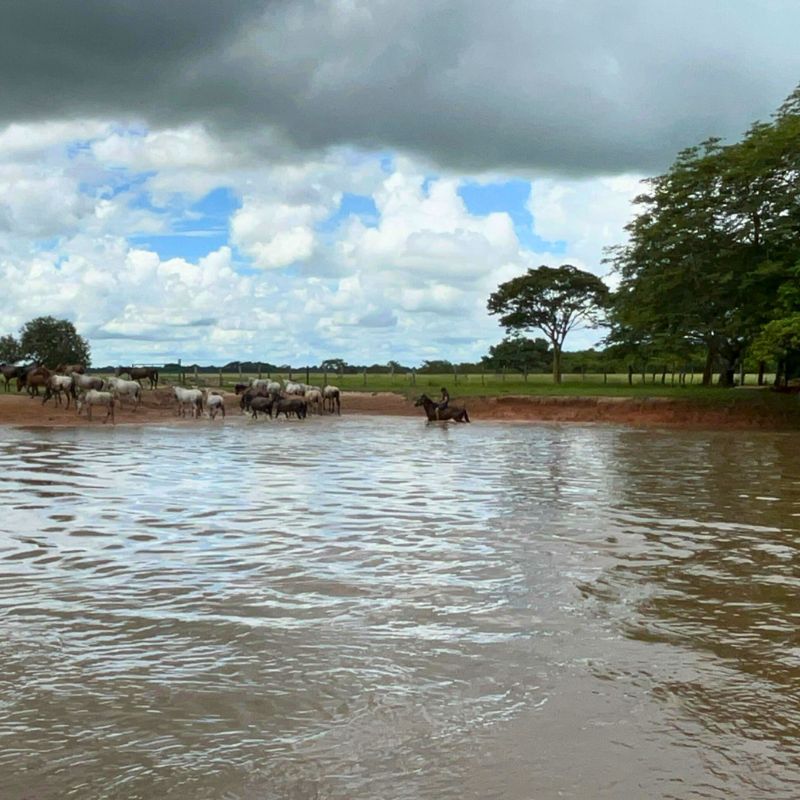 Safari en los Llanos Orientales