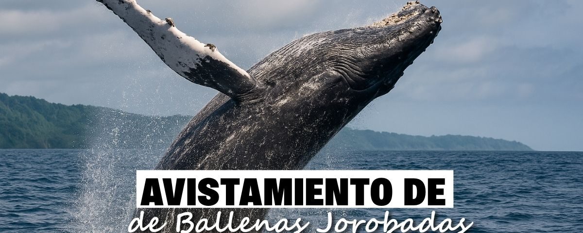 Ballena jorobada saltando al mar