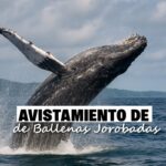 Avistamiento de Ballenas en Buenaventura 5 Ballena jorobada saltando al mar