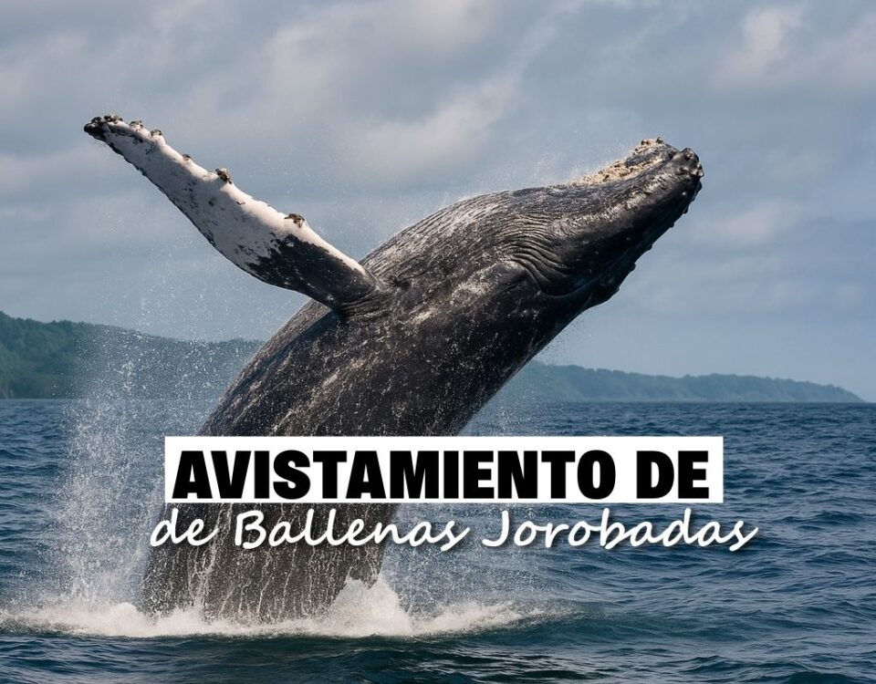 Ballena jorobada saltando al mar
