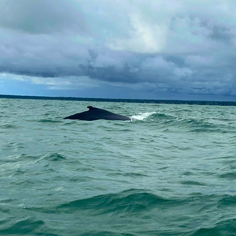 Turistas viendo ballenas en el Pacífico