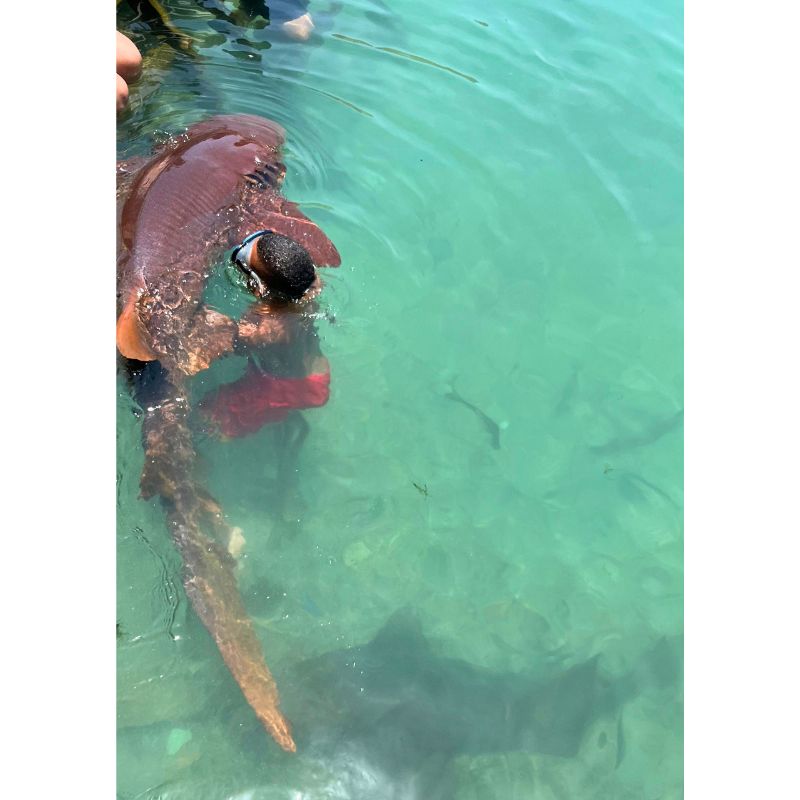 Islote Santa Cruz con tiburones nodriza en acuario natural